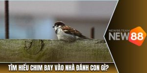 chim bay vao nha danh con gi